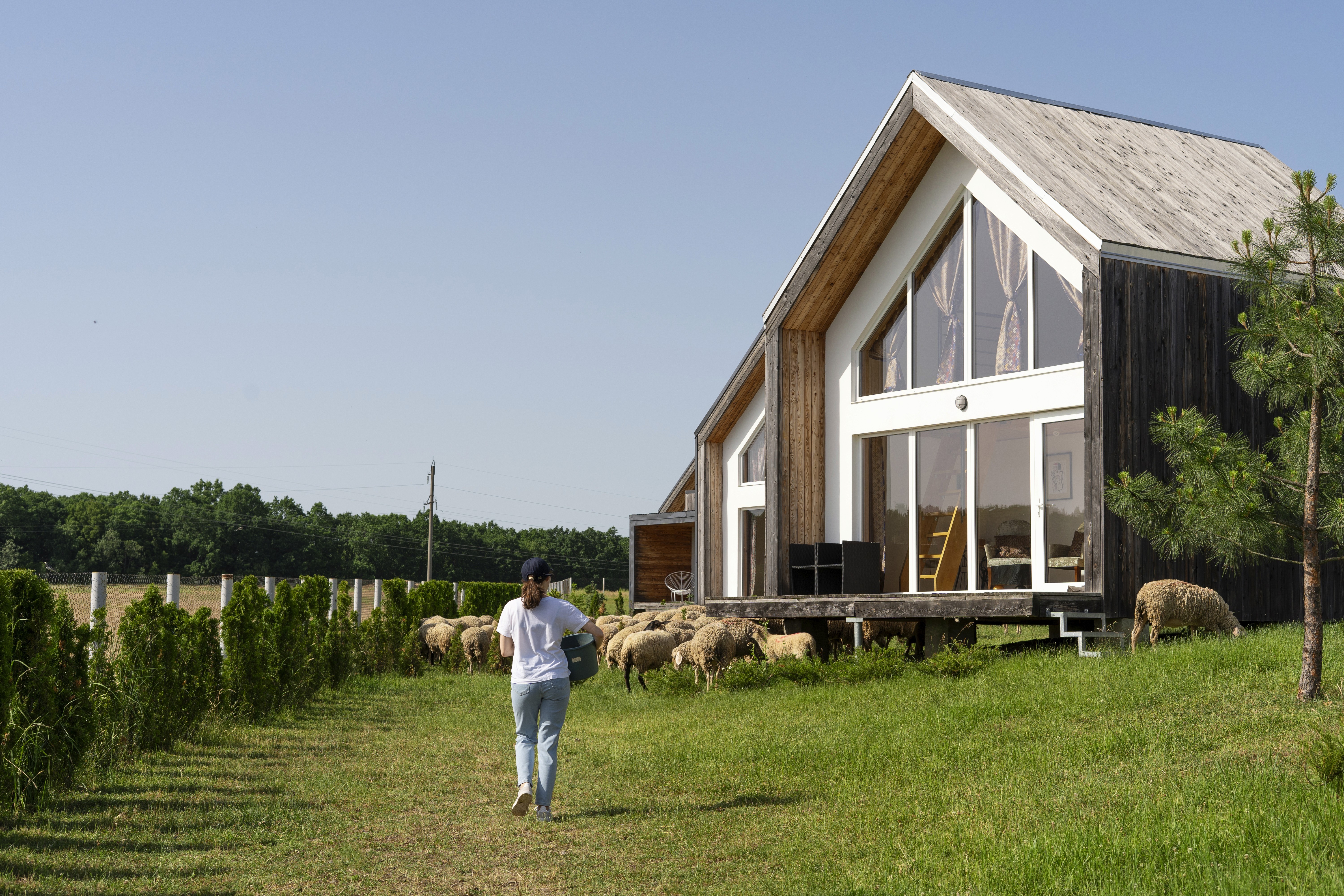 Contemporary barndominium with rustic wood siding and large glass windows, set on a green pasture with sheep grazing and a person walking toward them, perfect rural living inspiration.